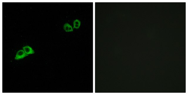 Anti-OR2AT4 antibody produced in rabbit