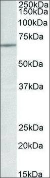 Anti-LMNB1 antibody produced in goat