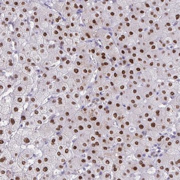 Anti-SCLY antibody produced in rabbit