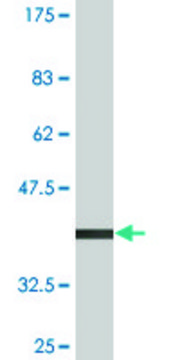 Monoclonal Anti-RGL1 antibody produced in