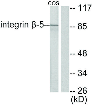 Anti-Integrin ?5 antibody produced in