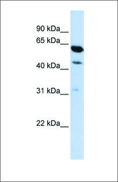 Anti-LOC253012 antibody produced in rabbit