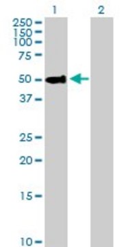Anti-PSAP antibody produced in rabbit