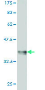 Monoclonal Anti-RING1 antibody produced in