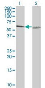 ANTI-TUBA1 antibody produced in mouse
