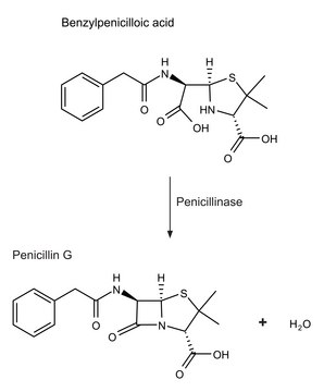 Penicillinase from Bacillus cereus