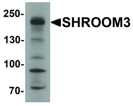 Anti-SHROOM3 antibody produced in rabbit