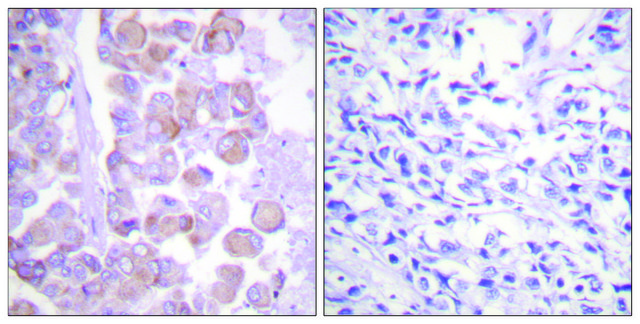 Anti-Synuclein antibody produced in rabbit
