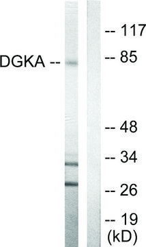 Anti-DGKA antibody produced in rabbit