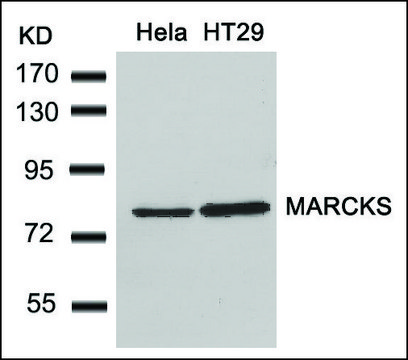 Anti-MARCKS (Ab-162) antibody produced in