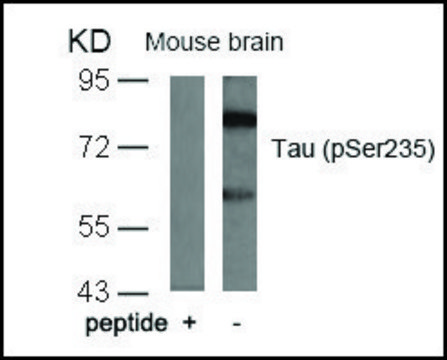Anti-phospho-MAPT (pSer²³?) antibody produced in