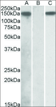 Anti-NLRP2 (C-terminal) antibody produced in