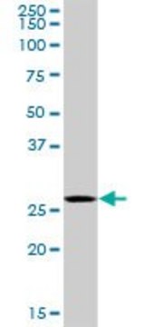 Anti-PSME2 antibody produced in rabbit