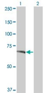ANTI-TNIK antibody produced in mouse