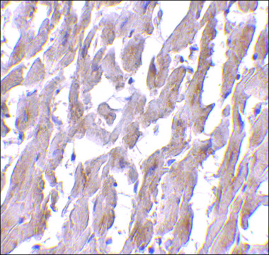 Monoclonal Anti-MyD88 antibody produced in