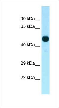 Anti-CDK14 antibody produced in rabbit