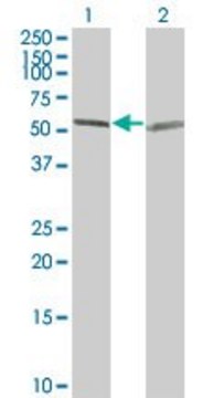 ANTI-TUBA1 antibody produced in mouse