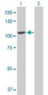 Anti-GAPDHS antibody produced in rabbit