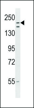 ANTI-RNF160 (CENTER) antibody produced in