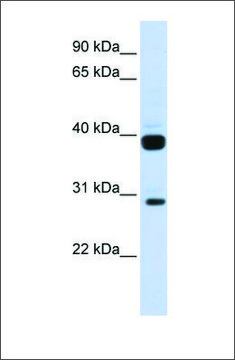 Anti-FLT3LG antibody produced in rabbit