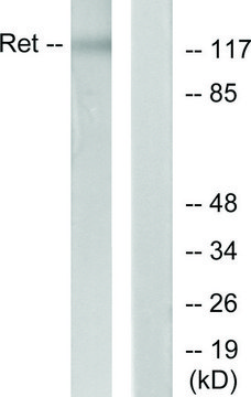 Anti-RET, C-Terminal antibody produced in