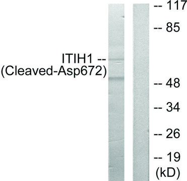 Anti-ITIH1 (Cleaved-Asp??²) antibody produced in