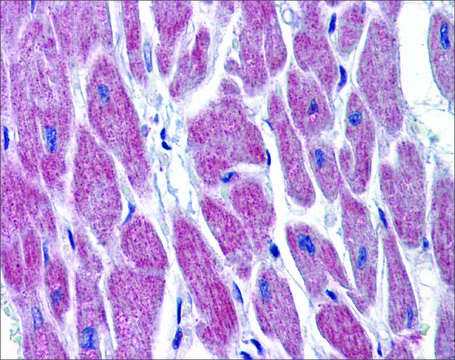 Anti-WNT10B antibody produced in rabbit