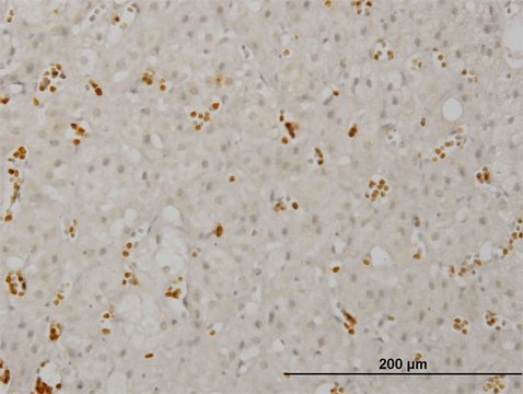 ANTI-SMG1 antibody produced in mouse