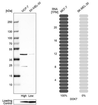 Anti-DOK7 antibody produced in rabbit