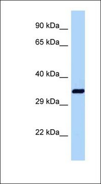 Anti-DNAJB1 antibody produced in rabbit