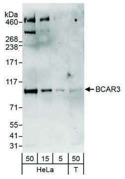 Rabbit anti-BCAR3 Antibody, Affinity Purified