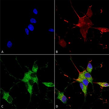 Monoclonal Anti-Nrcam - Biotin antibody