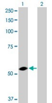 Anti-USP3 antibody produced in rabbit