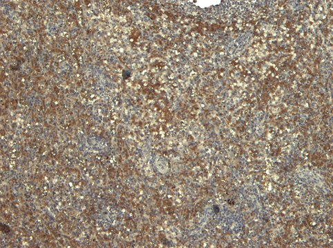 Anti-MYD88 antibody produced in goat