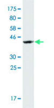 Monoclonal Anti-SSBP2 antibody produced in