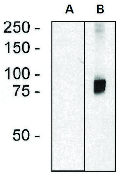 Monoclonal Anti-ARHGEF4 antibody produced in