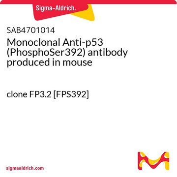 Monoclonal Anti-p53 (PhosphoSer392) antibody produced