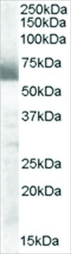 Anti-CYP17A1 antibody produced in goat