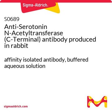 Anti-Serotonin N-Acetyltransferase (C-Terminal) antibody produced