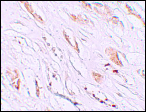 Anti-PEAR1 antibody produced in rabbit
