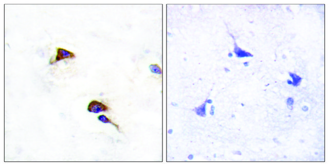 Anti-PPIF antibody produced in rabbit