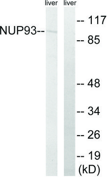 Anti-NUP93 antibody produced in rabbit