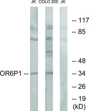 Anti-OR6P1 antibody produced in rabbit