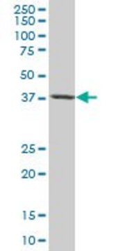 Monoclonal Anti-TARBP2 antibody produced in