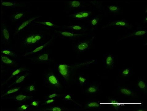 ANTI-TCEA3 antibody produced in mouse