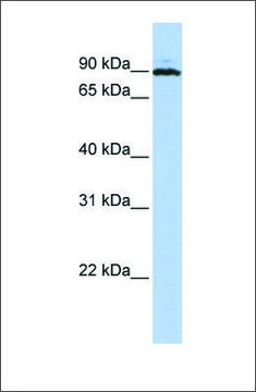 Anti-PEO1 (ab2) antibody produced in