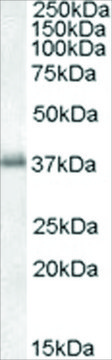 Anti-LAT1 antibody produced in goat