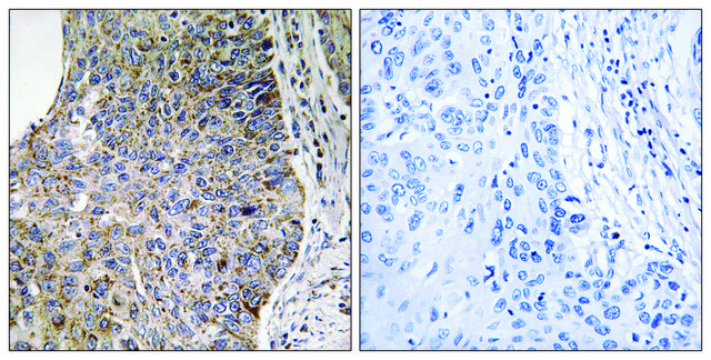 Anti-NEK7 antibody produced in rabbit