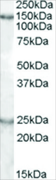 Anti-MKIAA0319 antibody produced in goat