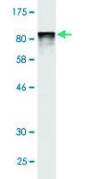 Monoclonal Anti-HSPBAP1 antibody produced in